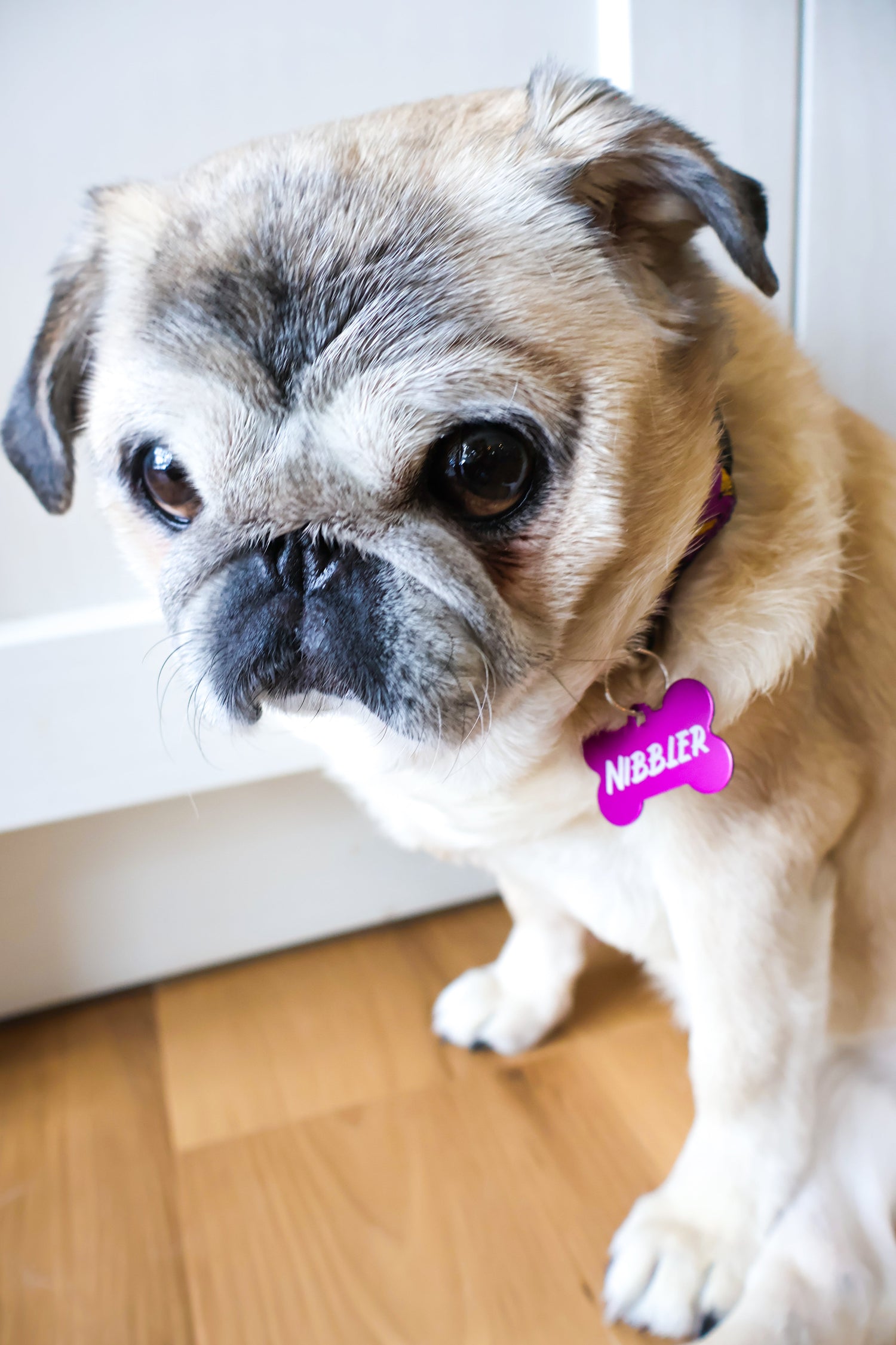 True U Engraving for Furry Companions